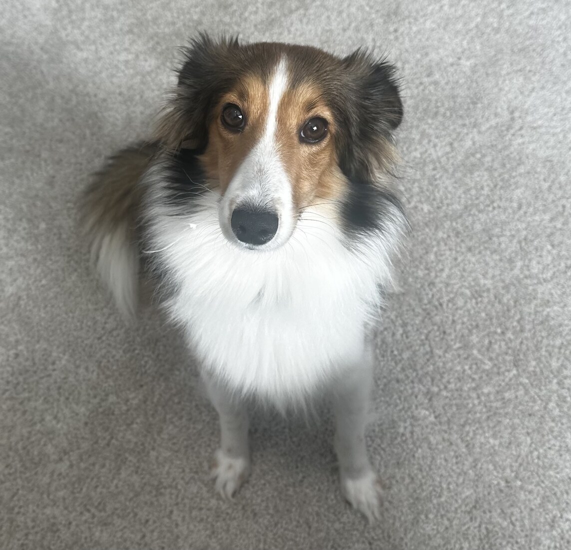 Brookie Girl (Brookie)